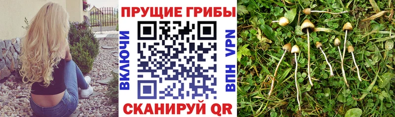 Псилоцибиновые грибы ЛСД Уварово